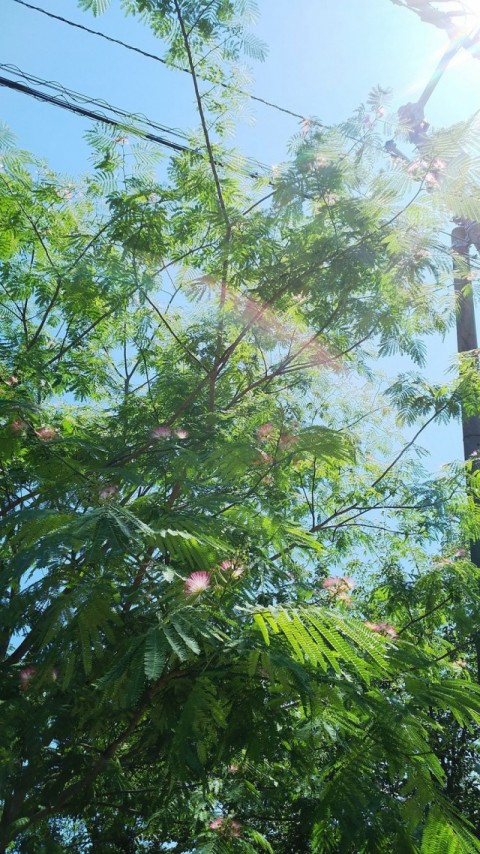 ねむの木の花