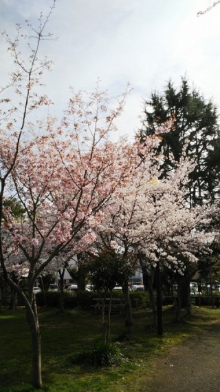 公園の桜