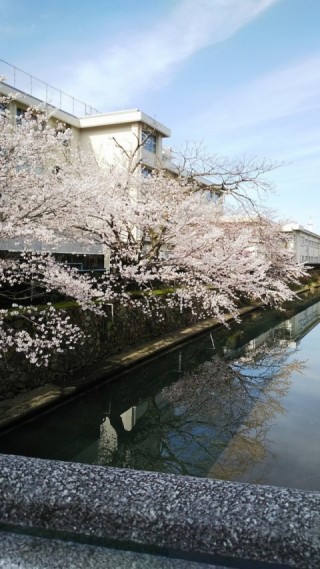 川沿いの桜西側