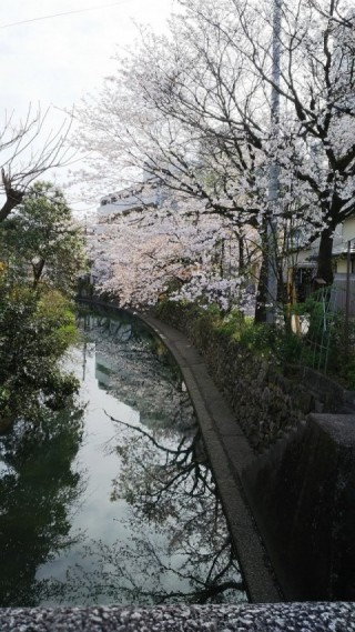 川沿いの桜東側