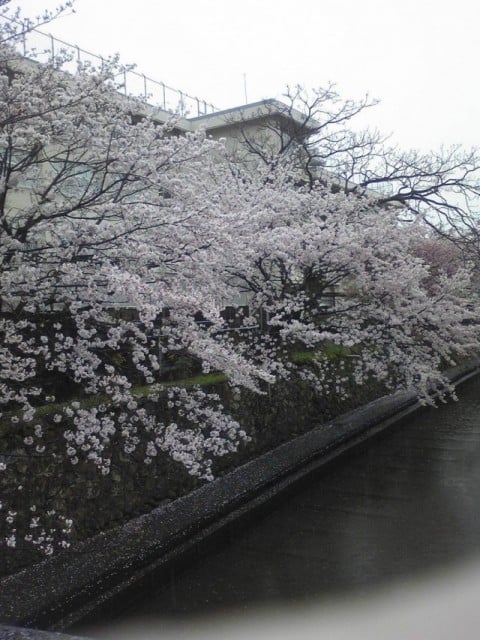 事務所近くの桜